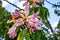 Big beautiful pink flower of silk floss tree on a background of green leaves close-up. Ceiba speciosa is ornamental exotic plant