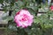 Big beautiful pink fully faded garden rose