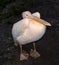 Big beautiful pink pelican iin natural background. Funny cute zoo bird pelican. Pelican - large water bird that eat fish