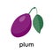 A big beautiful plum. Vector flat illustration