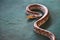 Big beautiful python crawling on a green carpet