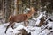 Big and beautiful red deer female during the deer rut in the nature habitat in Czech Republic, european animals, deer rut