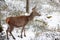 Big and beautiful red deer female during the deer rut in the nature habitat in Czech Republic, european animals, deer rut