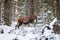 Big and beautiful red deer female during the deer rut in the nature habitat in Czech Republic, european animals, deer rut