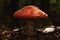Big beautiful red fly agaric in forest area