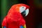 Big beautiful red parrot scarlet macaw Ara macao. Portrait of sitting parrot.Wild animal of Central America