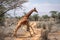 A big beautiful reticulated giraffe are running over the gravel road in samburu/kenya/africa.