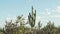 Big beautiful Saguaro cactus in Southern Arizona against blue sky with white clouds