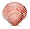 Big beautiful scallop shell isolated on white background. Top view