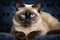 A big beautiful Siamese cat on a dark background