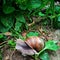 A big beautiful snail in the grass. a snail crawls along a forest path in tall green grass with leaves. Snail side view close up.