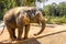 Big, beautiful, strong elephant, under the bright sun