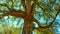 Big beautiful tree with a long branches against blue sky. Beautiful wild nature. Low angle view to the tree trunk with the long