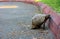 Big and beautiful turtle on the pavement.