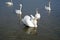 Big beautiful white birds. Mute swan. Reflection in water. Waterfowl