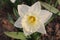 Big beautiful white daffodil flower. Early spring.
