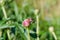 Big beetle sits quietly on peony bud crawls