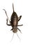 Big bellied cricket over white