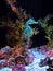 Big-Belly Seahorse or Hippocampus abdominalis Swim Underwater