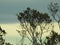 Big Bend National Park Open Skies with clouds and desert trees