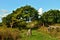 The big bent tree is making a shadow on the old grassy path