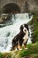 Big Bernese mountain dog stay on grass. waterfall on background