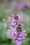 Big betony, Betonica macrantham, flowering spike with lilac flowers