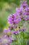 Big betony, Betonica macrantham, flowering spikes with lilac flowers