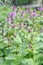 Big Betony Stachys macrantha Superba purple flowers in a garden