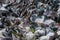 Big bevy of pigeons looking for food in park in Thailand