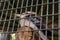 Big  big-nosed bird sits in a cage in Gan Guru kangaroo park in Kibutz Nir David in the north of Israel