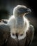 Big bird Griffon vulture