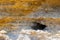 Big bird hole nest in a sandstone cliff. Bird nesting place