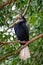 Big bird Hornbill blue neck perched on tree in park