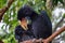 Big bird Hornbill blue neck perched on tree in park