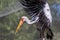 The big bird Nesyt afrika - Mycteria ibis from the Storks family has outstretched wings