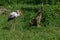 Big bird Nesyt afrika - Mycteria ibis from the Storks family stands in a meadow and there are green bushes around