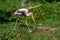 Big bird Nesyt afrika - Mycteria ibis from the Storks family stands in a meadow and there are green bushes around