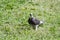 Big bird pigeon on green grass looking for food