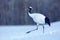 Big bird in snow. Red-crowned crane, Grus japonensis, white bird with snow, winter scene, Hokkaido, Japan. Wildlife from Asia.Big