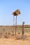 Big birds nest in electricity pole