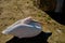 Big birds of pelicans lying down and resting