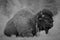 Big Bison Bull resting in meadow, profile view, black and white image.
