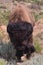 Big bison coming towards me in Theodore Roosevelt National Park