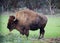 A big bison grazes on a green meadow, a strong bull