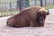 big bison lies in a den in the zoo