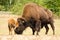 a big bison mother with her newborn calf