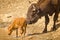 a big bison mother with her newborn calf