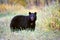 Big Black Bear in autumn meadow, looking alert.