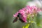 A big black bee collecting pollen at pink flower. Beautiful closeup shot of a pollenating black bee